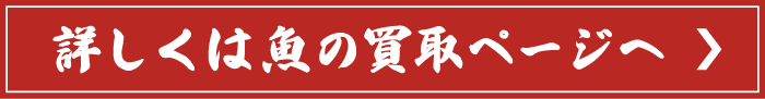 詳しくは魚の買取ページへ